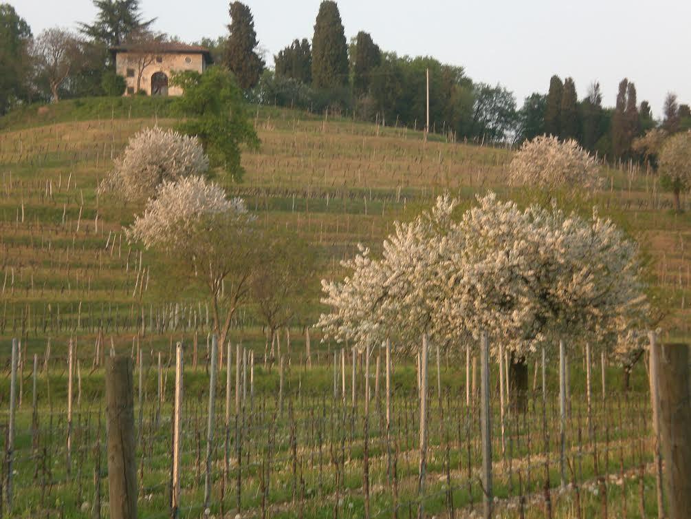 Agriturismo Giorgio Colutta Villa Manzano Exterior foto